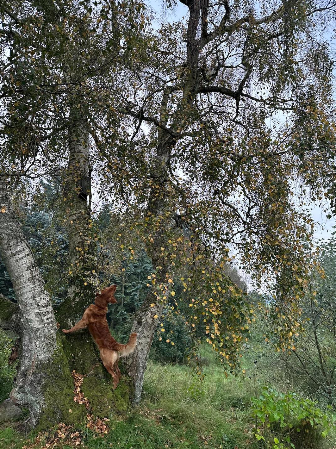Charmerende Lejlighed Pa Landet Med Privat Skov Bjergby Εξωτερικό φωτογραφία